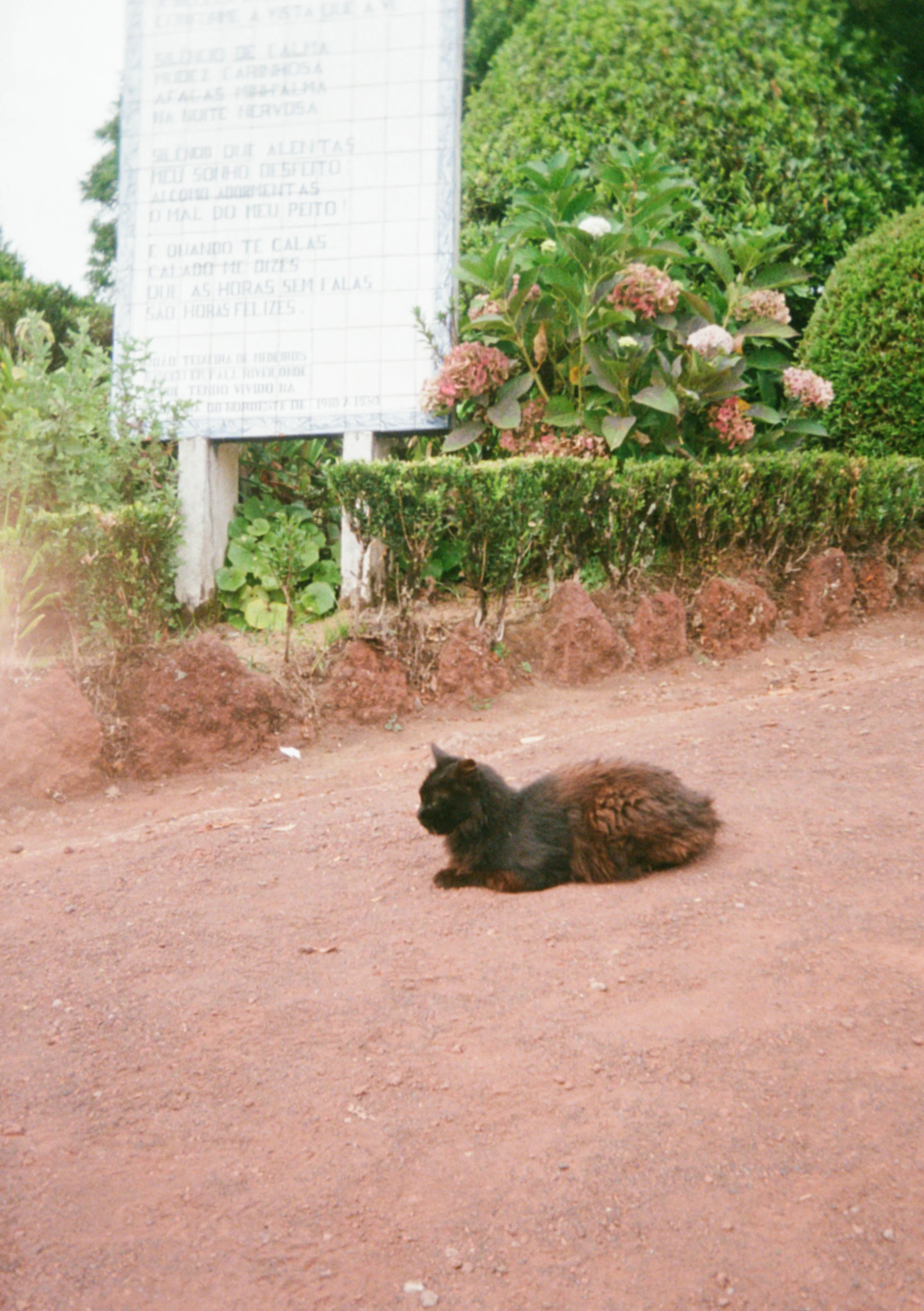 cat at the miradouro da ponta do sossego