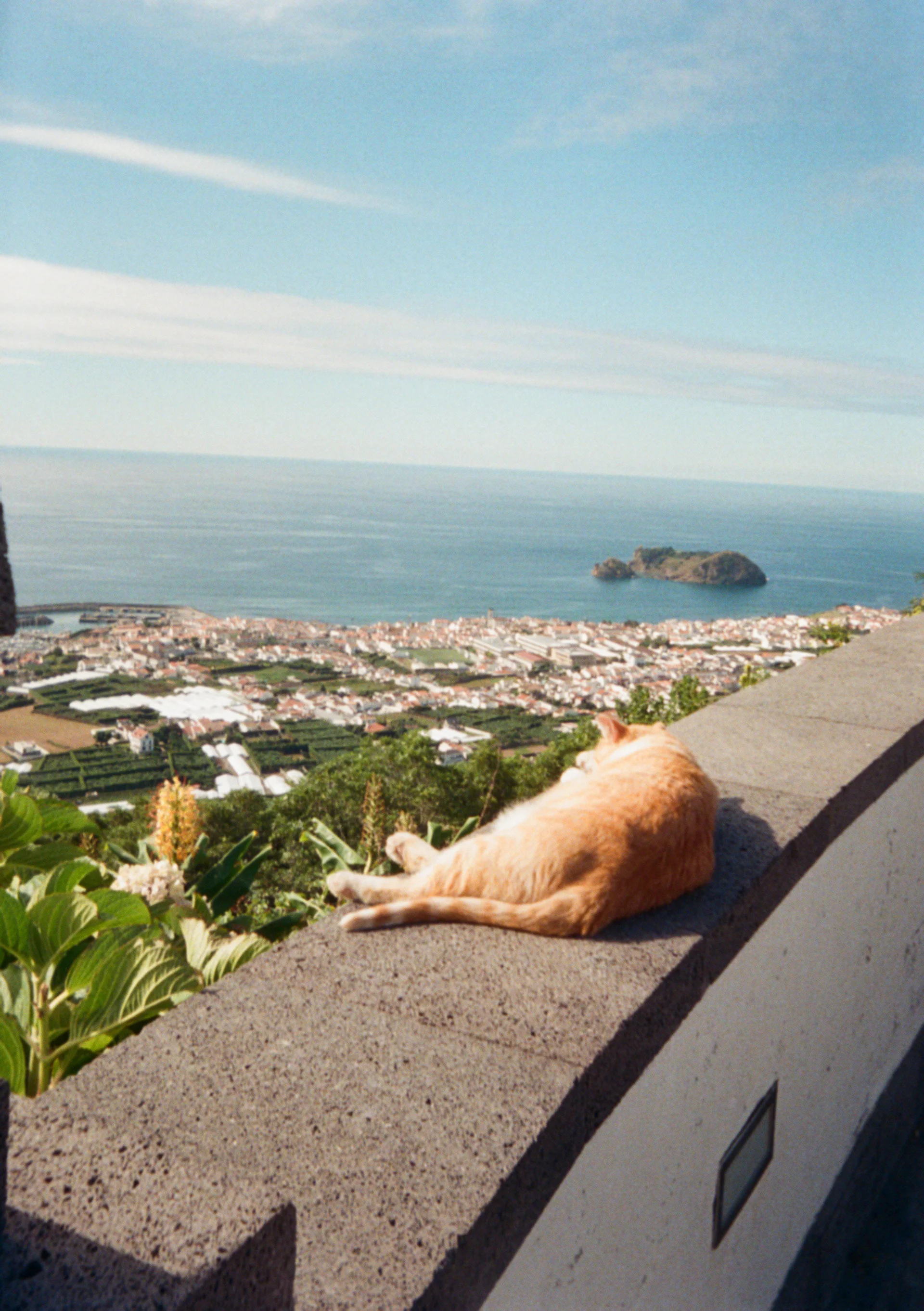 cat at the ermida de nossa senhora da paz
