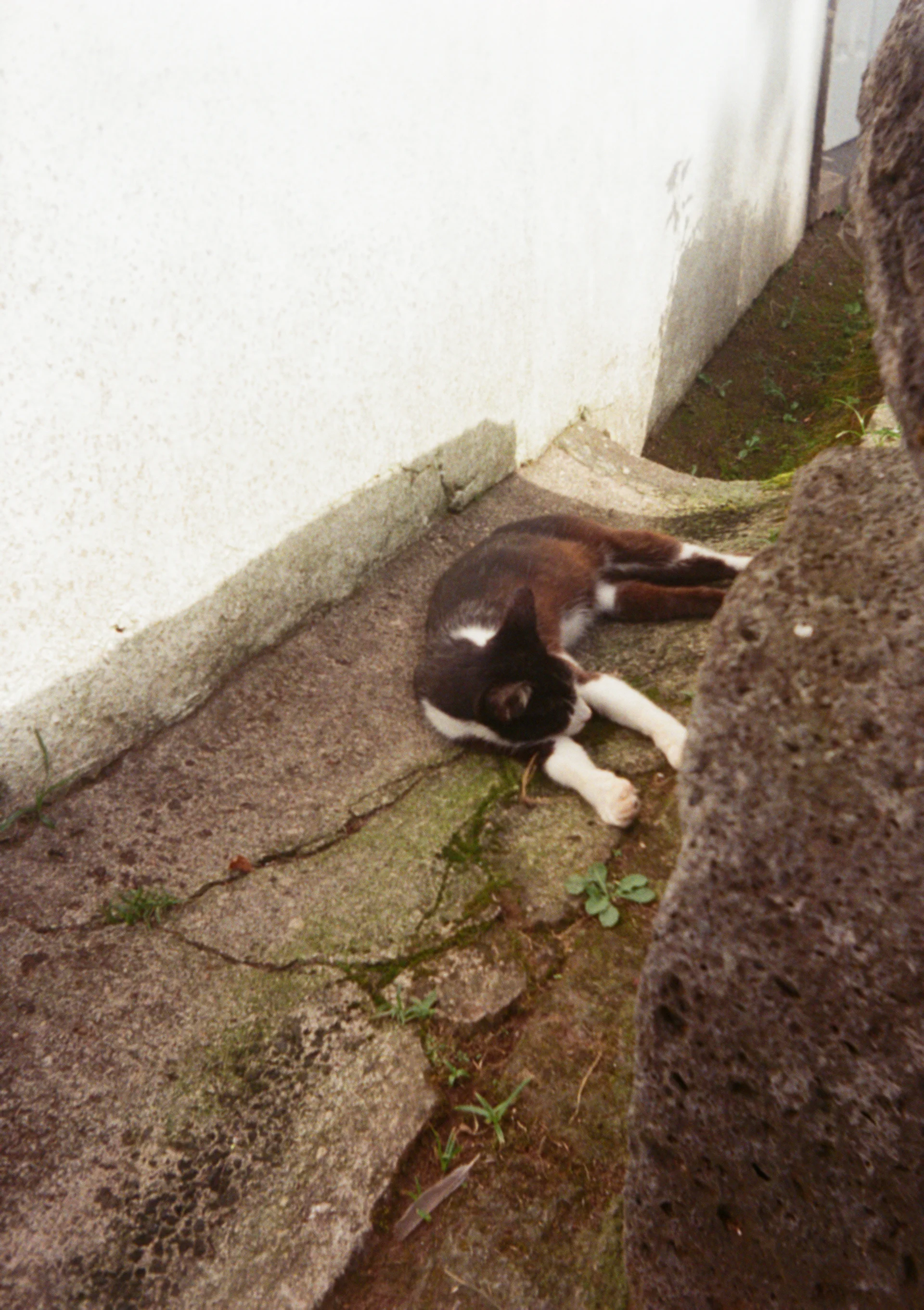 cat at the porto formoso tea plantation