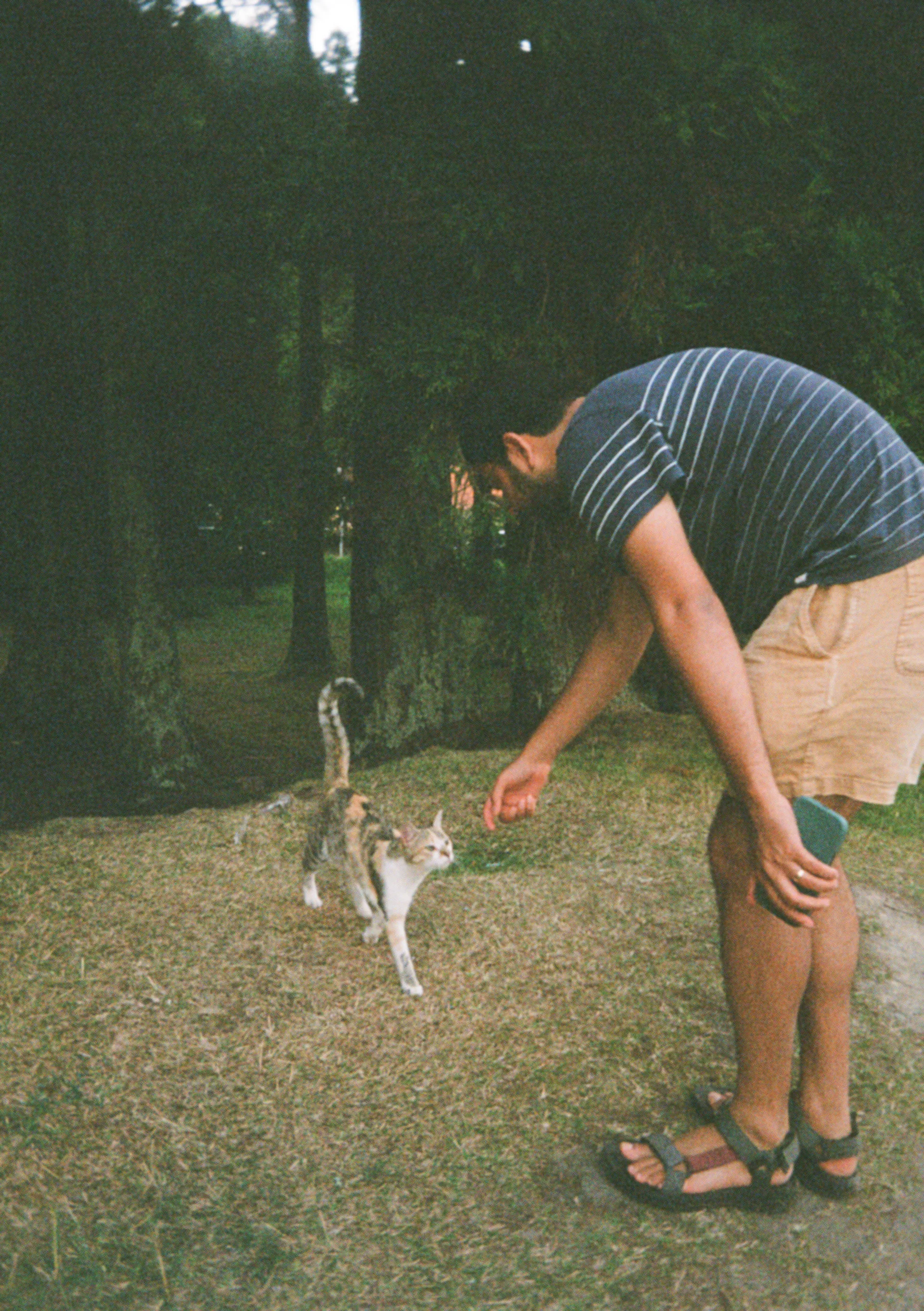 cat at the caldeira das furnas