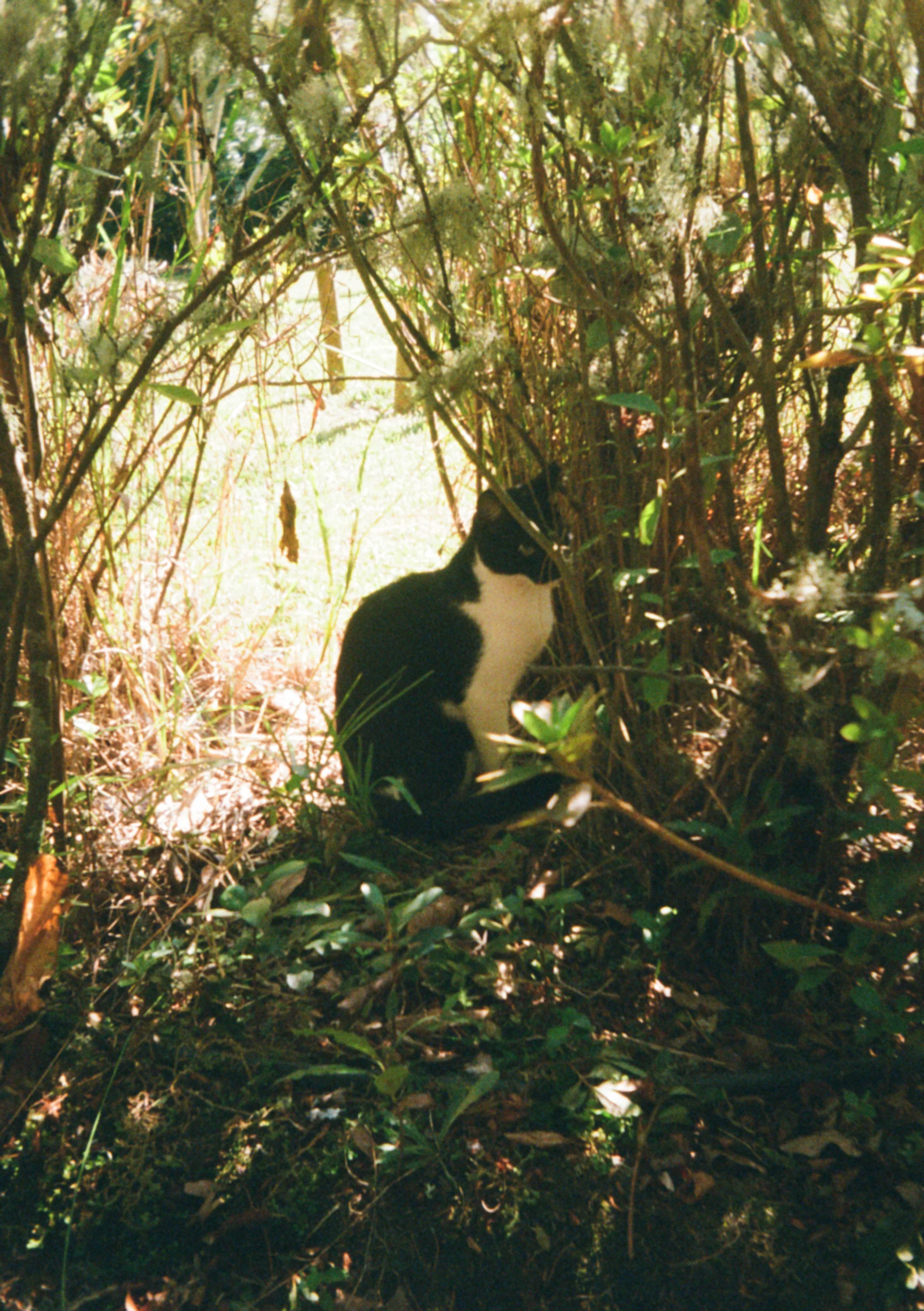 cat at the jardim botânico josé do canto