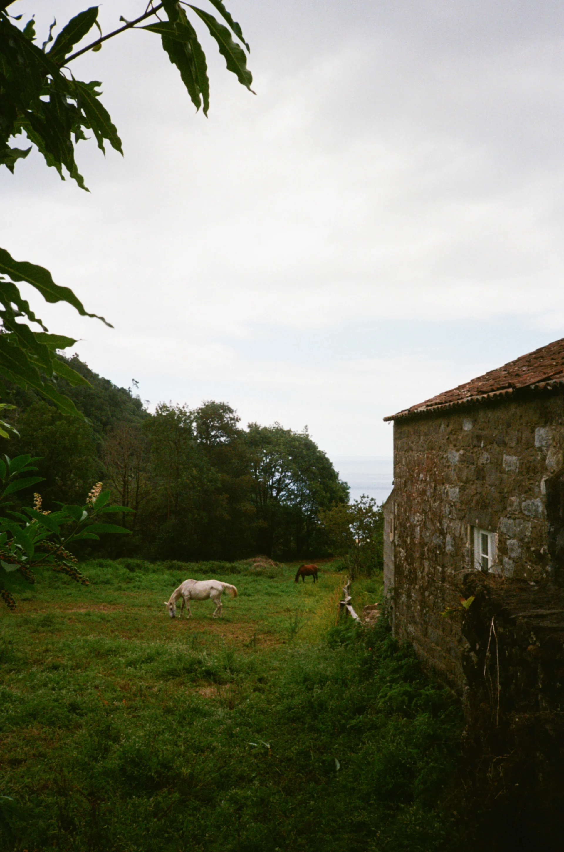 horses as we came back down